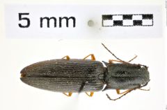Foto (Dorsalansicht) von Paractenicera fulvipes (Bland, 1863) (NHMW-ZOO-COL-0008337)